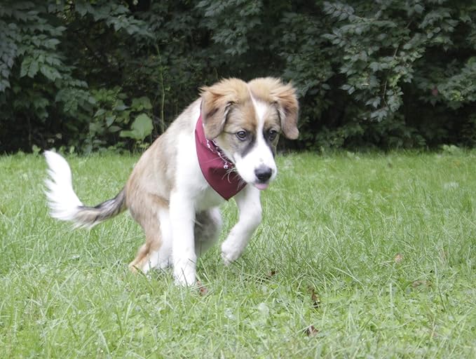 $averPak Pets - InsectGuard Permethrin Treated Mosquitoes, Flies, Ticks & More Insect Repellent Dog Bandanna Paisley (Burgundy)