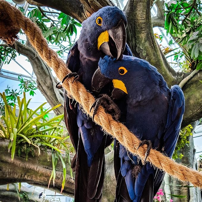 Jute Rope 1 Inch x 10 Ft, IMROPE Natural Jute Rope Twisted 4 Strands for DIY Arts Crafts, Garden, Home Decorating, Hammock