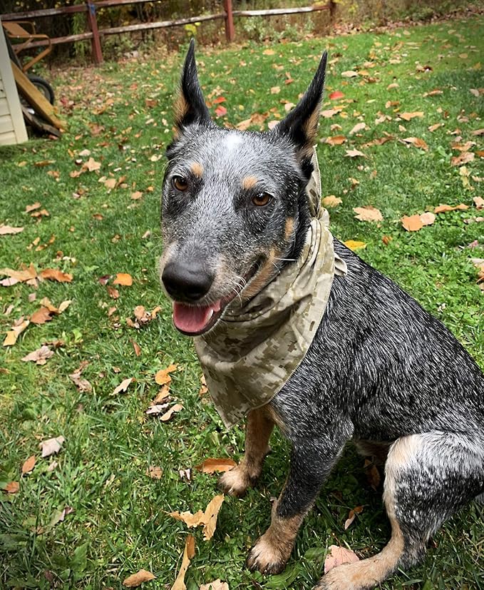 $averPak Pets - InsectGuard Permethrin Treated Mosquitoes, Flies, Ticks & More Insect Repellent Dog Bandanna Paisley (Hunter Green)